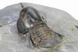 Pelagic Trilobite (Cyclopyge) Fossil - Huge Eyes #316659-3